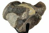 Polished Fossil Mosasaur Vertebra w/ Metal Stand - Texas #350971-3